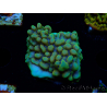 WYSIWYG Montipora Kung Pao