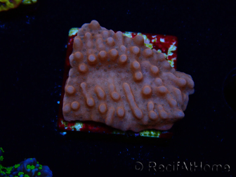 WYSIWYG RAH Montipora Princess Peach 11M3
