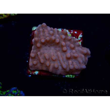 WYSIWYG RAH Montipora Princess Peach 11M3