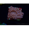 WYSIWYG RAH Montipora Princess Peach