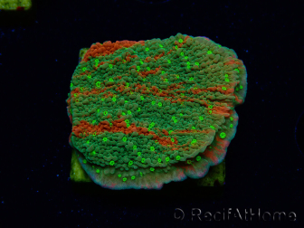 WYSIWYG WWC Sunfire GRAFTED Montipora plateau 11N6