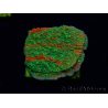 WYSIWYG WWC Sunfire GRAFTED Montipora plateau 11N6