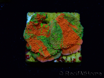 WYSIWYG WWC Sunfire GRAFTED Montipora plateau 11N7