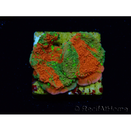 WYSIWYG WWC Sunfire GRAFTED Montipora plateau