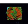 WYSIWYG WWC Sunfire GRAFTED Montipora plateau 11N7