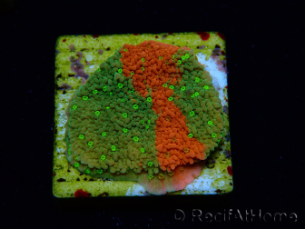 WYSIWYG WWC Sunfire GRAFTED Montipora plateau 11N8