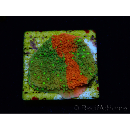 WYSIWYG WWC Sunfire GRAFTED Montipora plateau 11N8