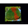 WYSIWYG WWC Sunfire GRAFTED Montipora plateau