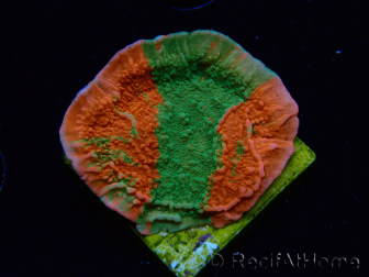 WYSIWYG Montipora plateau GRAFTED ULTRA 11O5