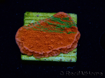 WYSIWYG Montipora plateau INNESTATO ULTRA
