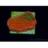 WYSIWYG Montipora Plateau GRAFTED ULTRA