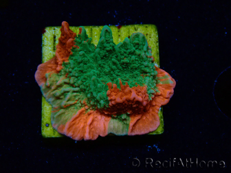 WYSIWYG Montipora plateau INNESTATO ULTRA