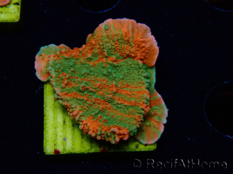 WYSIWYG Montipora plateau INNESTATO ULTRA