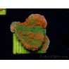 WYSIWYG Montipora plateau INNESTATO ULTRA