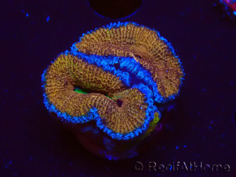 WYSIWYG Micromussa lordhowensis (formerly Acanthastrea) 6A4