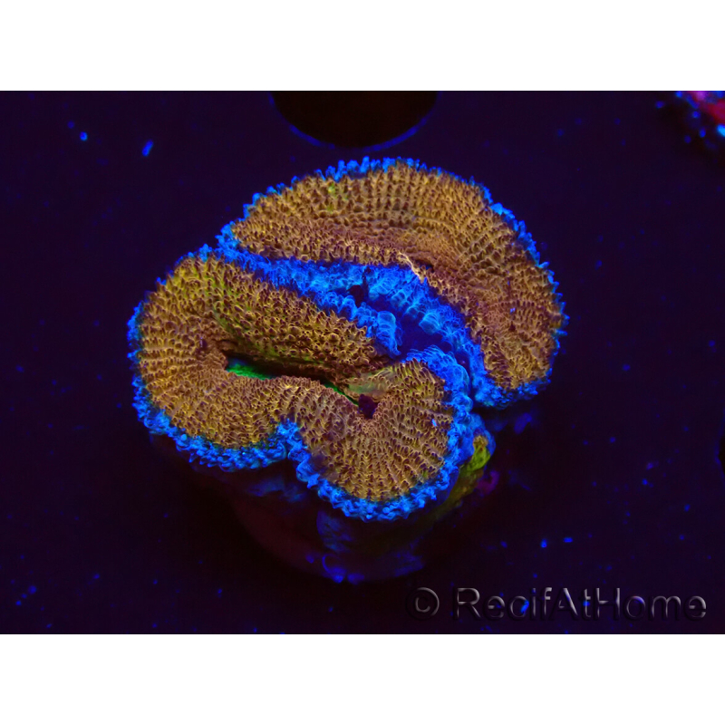 WYSIWYG Micromussa lordhowensis (anteriormente Acanthastrea) 6A4