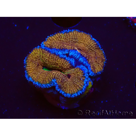 WYSIWYG Micromussa lordhowensis (ex Acanthastrea) 6A4