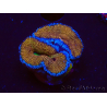 WYSIWYG Micromussa lordhowensis (formerly Acanthastrea) 6A4