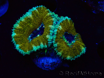WYSIWYG Micromussa lordhowensis (ehemals Acanthastrea) 6D2
