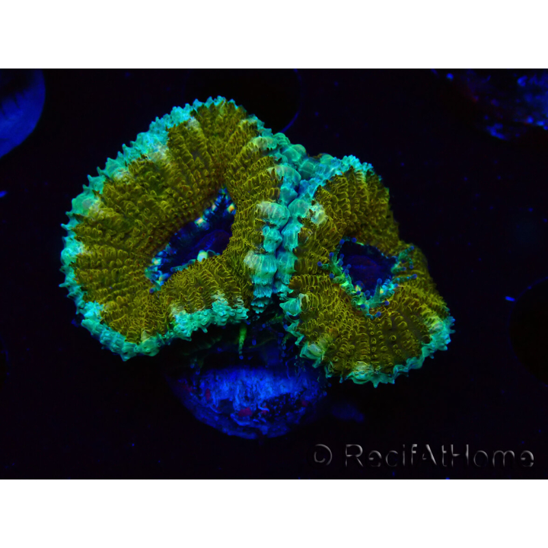 WYSIWYG Micromussa lordhowensis (ehemals Acanthastrea) 6D2