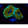 WYSIWYG Micromussa lordhowensis (formerly Acanthastrea) 6D2