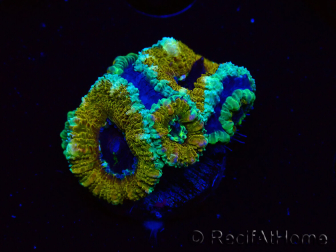 WYSIWYG Micromussa lordhowensis (ex Acanthastrea) 6D4