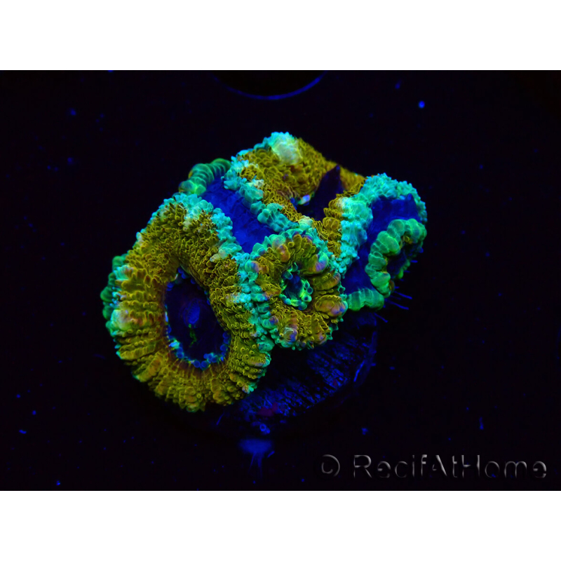 WYSIWYG Micromussa lordhowensis (formerly Acanthastrea) 6D4