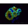 WYSIWYG Micromussa lordhowensis (ehemals Acanthastrea) 6D4