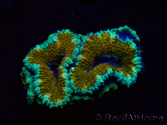 WYSIWYG Micromussa lordhowensis (ex Acanthastrea)6D5