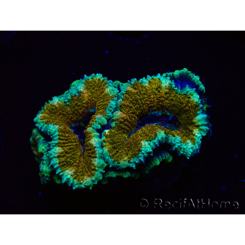 WYSIWYG Micromussa lordhowensis (ex Acanthastrea)6D5