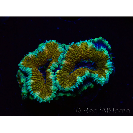 WYSIWYG Micromussa lordhowensis (ex Acanthastrea) 6D5