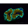 WYSIWYG Micromussa lordhowensis (anteriormente Acanthastrea) 6D5