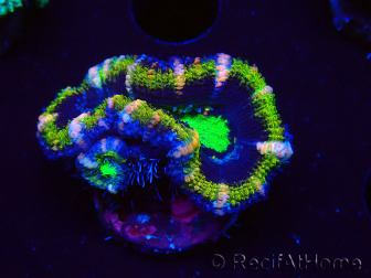 WYSIWYG Micromussa lordhowensis (ehemals Acanthastrea) 6F8