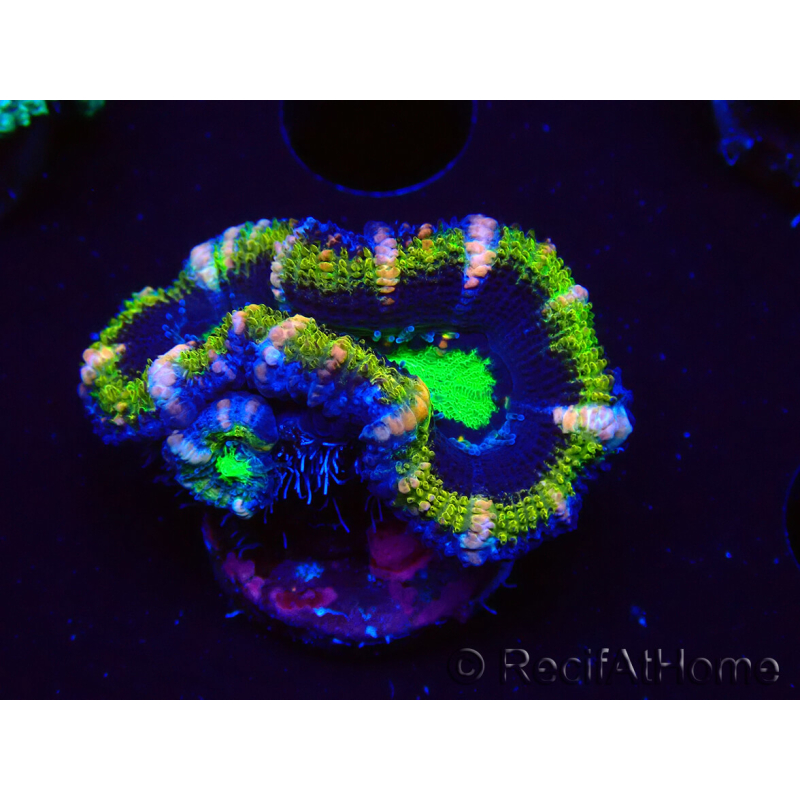 WYSIWYG Micromussa lordhowensis (formerly Acanthastrea) 6F8
