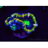 WYSIWYG Micromussa lordhowensis (ex Acanthastrea) 6F8