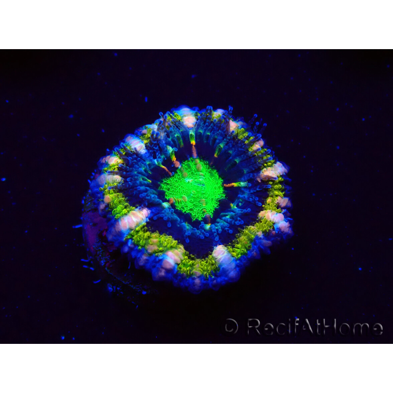 WYSIWYG Micromussa lordhowensis (ex Acanthastrea) 6F9