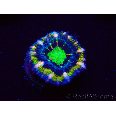 WYSIWYG Micromussa lordhowensis (ex Acanthastrea) 6K