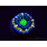 WYSIWYG Micromussa lordhowensis (ex Acanthastrea) 6F9