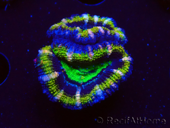 WYSIWYG Micromussa lordhowensis (formerly Acanthastrea) 6K
