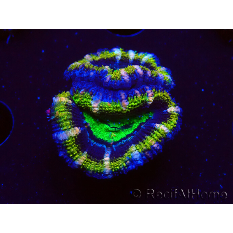 WYSIWYG Micromussa lordhowensis (ex Acanthastrea) 6F10