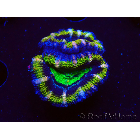 WYSIWYG Micromussa lordhowensis (ehemals Acanthastrea) 6K