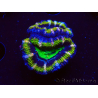WYSIWYG Micromussa lordhowensis (ex Acanthastrea) 6F10