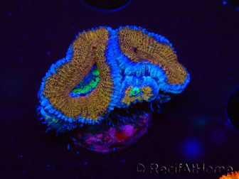 WYSIWYG Micromussa lordhowensis (formerly Acanthastrea) 6G1