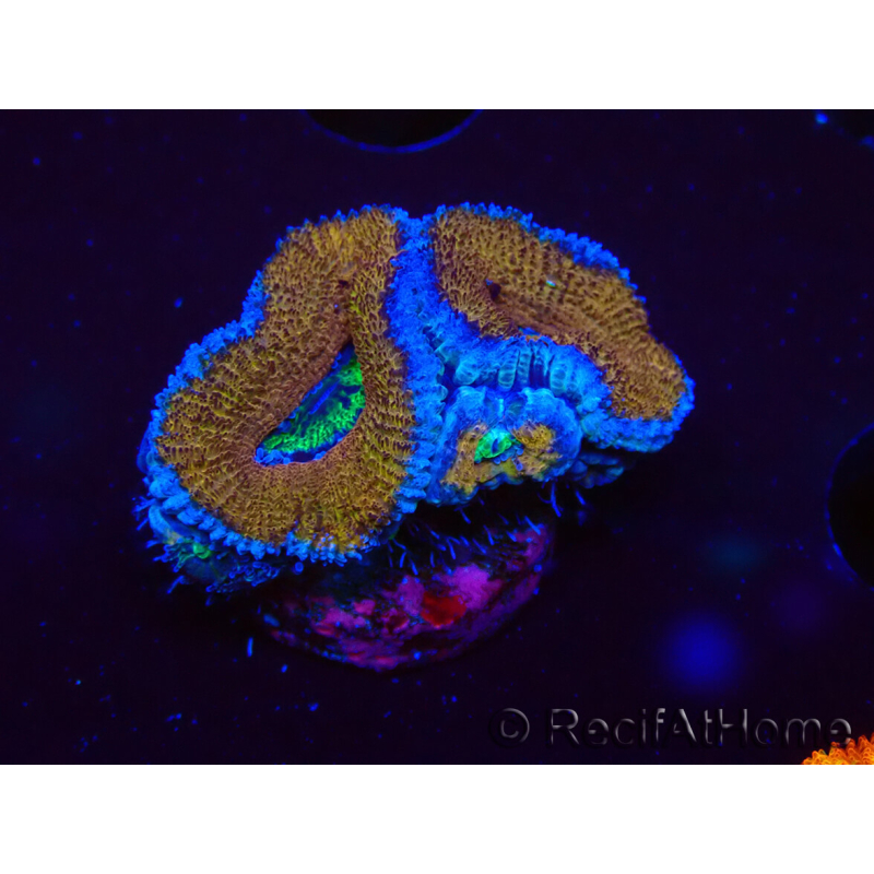 WYSIWYG Micromussa lordhowensis (formerly Acanthastrea) 6G1