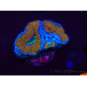WYSIWYG Micromussa lordhowensis (ex Acanthastrea) 6G1