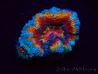 WYSIWYG Micromussa lordhowensis (ex Acanthastrea) 6H4