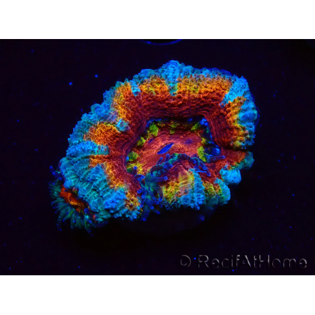 WYSIWYG Micromussa lordhowensis (ex Acanthastrea) 6H4