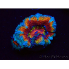 WYSIWYG Micromussa lordhowensis (formerly Acanthastrea) 6H4