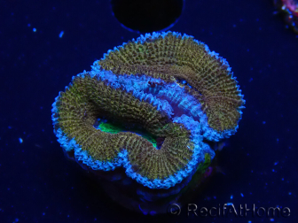 WYSIWYG Micromussa lordhowensis (formerly Acanthastrea) 6A4
