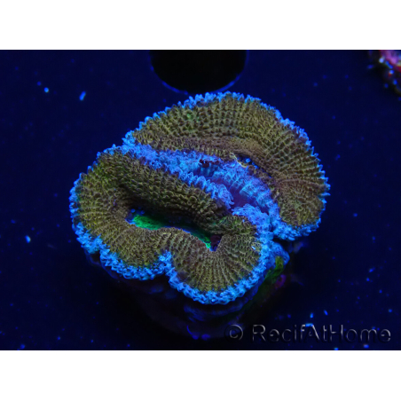 WYSIWYG Micromussa lordhowensis (ex Acanthastrea) 6A4